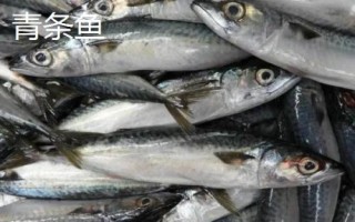 沙丁魚(yú)和青條魚(yú)的區(qū)別，科目和外形都不同