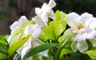 梔子花冬季是否會(huì)落葉，冬天落葉是正常情況