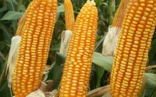 雅玉3482玉米品種簡介，每畝種植密度4000株左右
