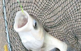 2.0號(hào)子線可以釣多重的魚(yú)，確保質(zhì)量能應(yīng)付10斤以內(nèi)的魚(yú)類