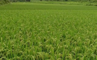 金優(yōu)498水稻種子特點(diǎn)，6月25日左右播種