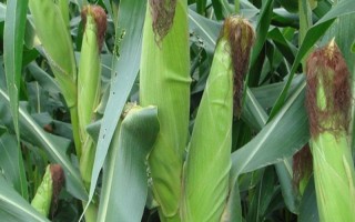 必勝3號玉米品種的特性，每畝種植4000株左右