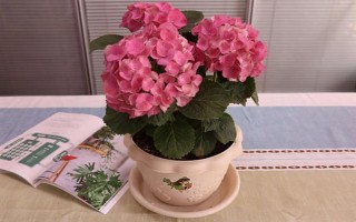 如何讓繡球花多開(kāi)花，將溫度保持在20℃可促進(jìn)花朵開(kāi)放