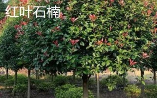 農(nóng)民種什么樹比較有前景，皂角樹、速生法桐、紅葉石楠等樹種均可選擇