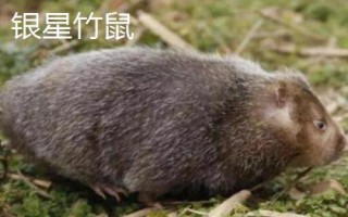 竹鼠的簡介，種類較多