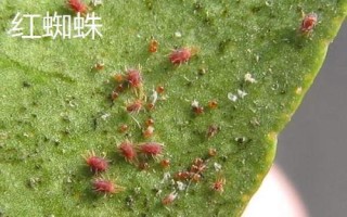 常見的柚類果樹病蟲害及防治方法，需對(duì)癥下藥