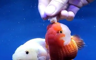 怎樣養(yǎng)好金魚，水溫保持在18-25℃之間