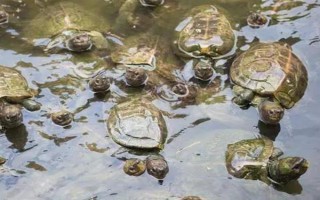 怎么養(yǎng)殖甲魚，每天可以投喂3次