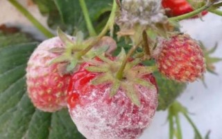 怎么治療草莓白粉病，發(fā)病后可噴施醚菌酯等藥劑