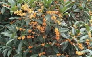 桂花怎么快速繁殖，通常采用播種繁殖、嫁接繁殖、扦插繁殖、壓條繁殖