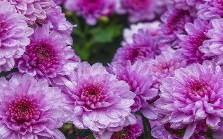 紫色菊花有什么花語(yǔ)，代表神秘、愛(ài)情、浪漫