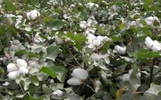 浙大15號棉花品種的特性，全生育期119.9天