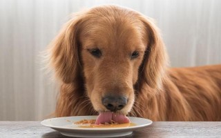 狗狗突然嘔吐的原因，可能是吃的太多所致