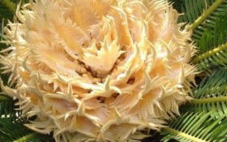 裸子植物種子的形成過(guò)程，完成授粉后就能生長(zhǎng)出種子