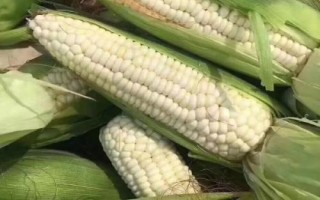 百科玉998玉米種簡介，適宜密度4500株/畝