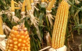 慶玉9號玉米種簡介，6月上中旬播種