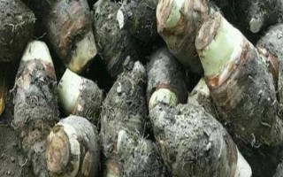 廣芋的保存時(shí)間，放在冰箱中可以保存8-10天左右