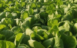 夏季哪些蔬菜可以露天種植，包括小白菜、空心菜、番茄、茄子等品種
