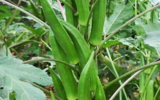 適合在農(nóng)村種植的農(nóng)作物，包括秋葵、香菜、小麥、水稻等品種