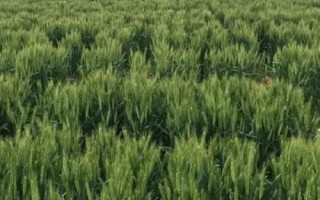 宛麥632小麥種子介紹，每畝適宜基本苗18～22萬