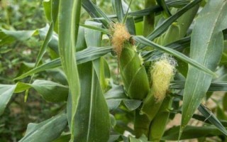 真玉10號（區(qū)試名稱：R1907）玉米種子簡介，生育期151天