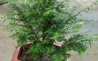 紅豆杉盆景種植技術(shù)，是第四紀(jì)冰川時期孑遺植物