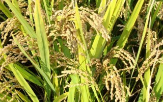 濮玉5號玉米種子特點，夏播生育期97-100天