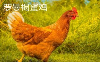 蛋的品種，最常見(jiàn)的種類(lèi)是雞蛋