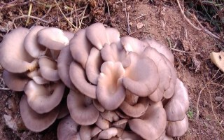 菌種選育方法，可自然選育和誘變育種