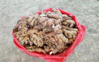 黃姜的價格，12元左右一斤