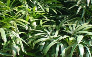 棕竹葉子發(fā)黃的原因，光照過(guò)強(qiáng)、盆土堿性化等均會(huì)導(dǎo)致
