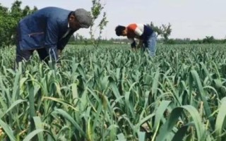 哪些地方產蒜苔，山東、河南、河北等省份是重點產地