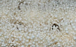 怎么防治金針菇黑斑病，關(guān)鍵是控制好適宜的溫度和濕度