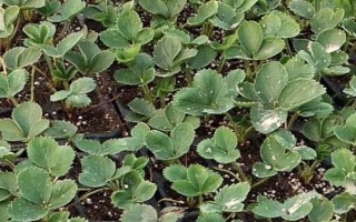 11月種草莓苗能否成活，在大棚內(nèi)種植可以存活