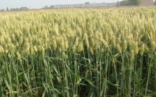 河農(nóng)8359小麥種子特點(diǎn)，及時(shí)科學(xué)防治