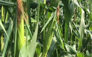 金梁199玉米種子介紹，4月下旬至5月上旬播種