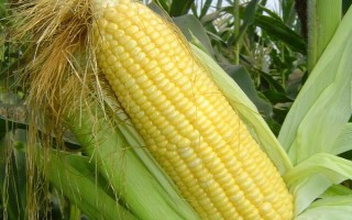 正弘六號玉米種子特征特性，高抗矮花葉病
