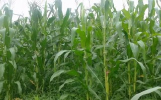 真金3305玉米品種簡介，花期每畝追施尿素10千克