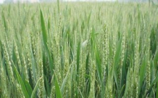 煙農(nóng)33小麥品種簡介，中抗條銹病