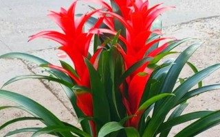 鴻運(yùn)當(dāng)頭怎樣催花，可以對(duì)植株進(jìn)行修剪