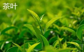 四川省營山縣的特產(chǎn)，油豆腐、咂酒、酸辣豆花很有名