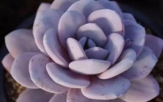 多肉植物景天科擬石蓮花屬有哪些，常見(jiàn)以下9種