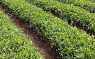 半夏的種植技術(shù)，可用塊莖、珠芽和種子繁殖