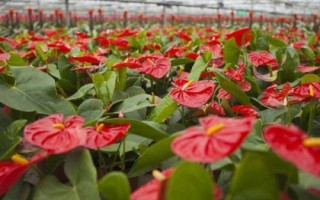 紅掌爛根怎么辦，先洗根再剪掉爛根