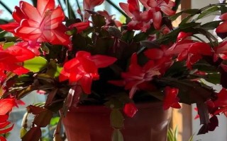 蟹爪蘭如何養(yǎng)殖，夏季一般1-2天澆水1次