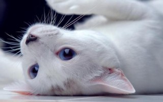 貓自發(fā)性膀胱炎癥狀，會(huì)出現(xiàn)亂排尿、尿頻等行為