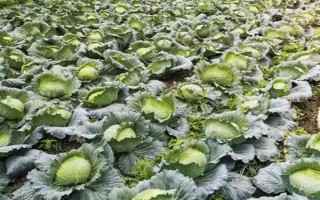 種植包菜的成本與利潤，一畝地需投入2000元左右