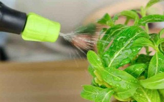 滴水觀音的養(yǎng)殖方法，適合生長在濕潤的環(huán)境中
