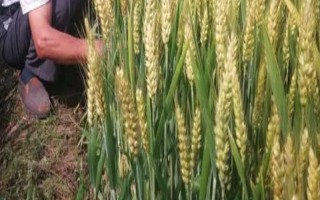 種麥的最佳溫度，冬性小麥的適宜播種溫度為16-18°C