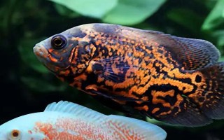 地圖魚(yú)不愛(ài)游的原因，可能是氣溫低或患病了
